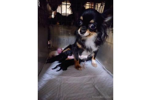 販売中のチワワ(ロングコート)の親犬