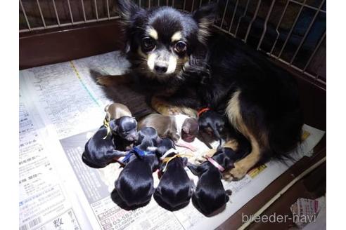 販売中のチワワ(ロングコート)の親犬