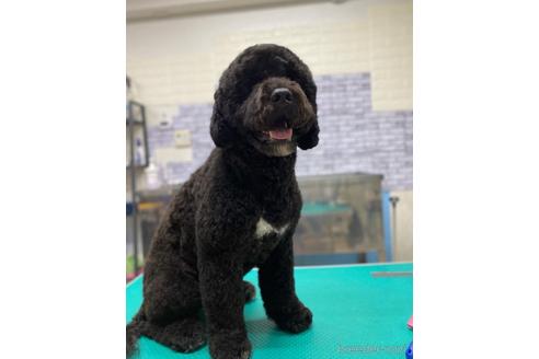 ののその他の犬種-
