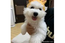 母親犬