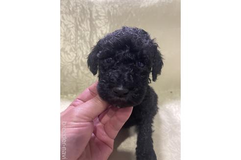 お値下通販 50´s プードル ランドリーハンパー - nexus-kk.co.jp