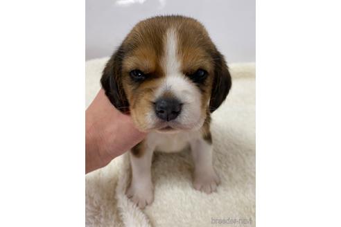 ビーグルの子犬を探す（60ページ目）｜ブリーダーナビ