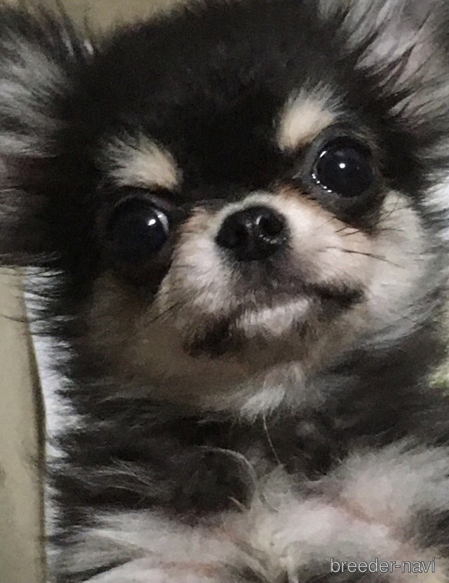 小川ブリーダー