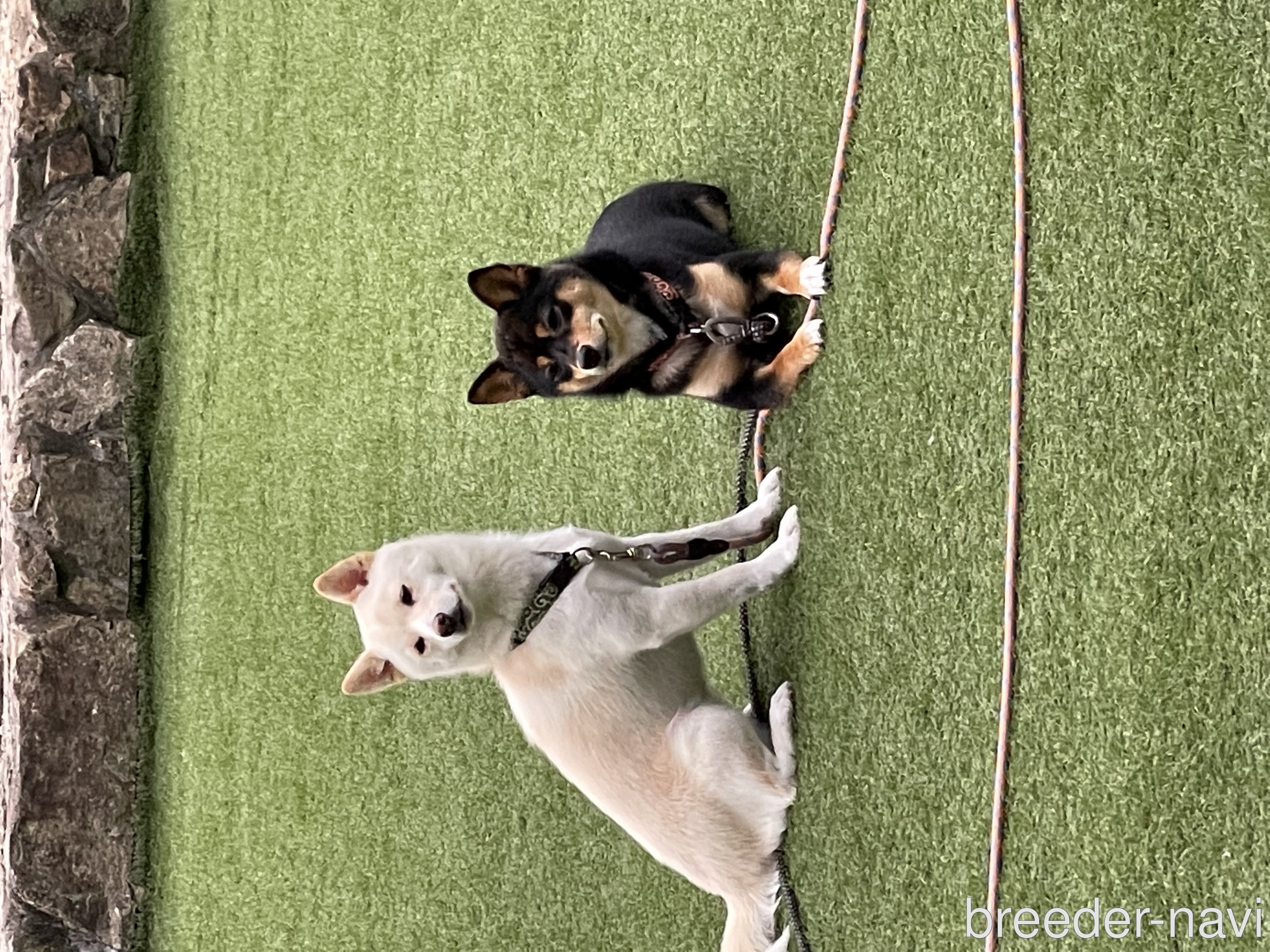 有本ブリーダー