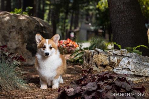 販売中のウェルシュコーギーペンブロークの親犬