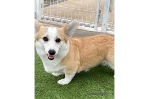 販売中のウェルシュコーギーペンブロークの親犬