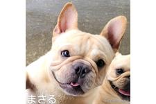 父親犬