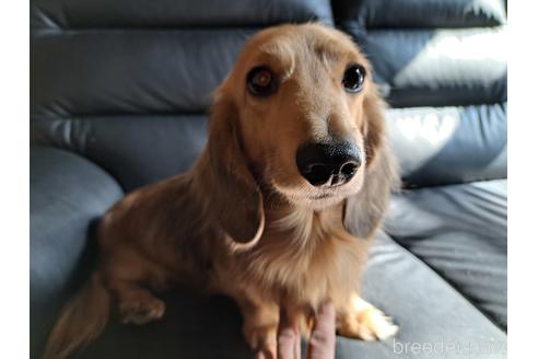 販売中のミニチュアダックスフンド(ロングヘアード)の親犬