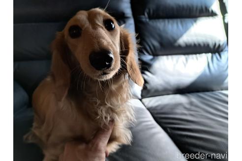 販売中のミニチュアダックスフンド(ロングヘアード)の親犬