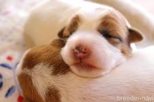 山本孔明ブリーダー