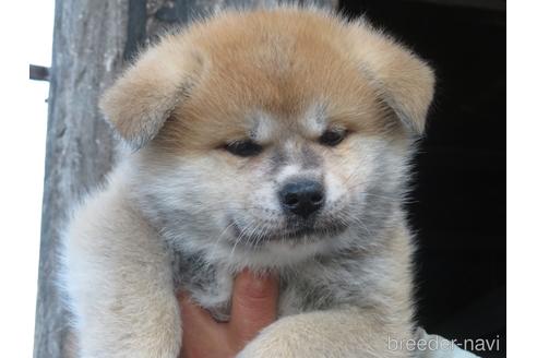 香川県の秋田犬｜女の子・2023/01/08生まれ・赤毛（子犬ID：224412）｜ブリーダーナビ