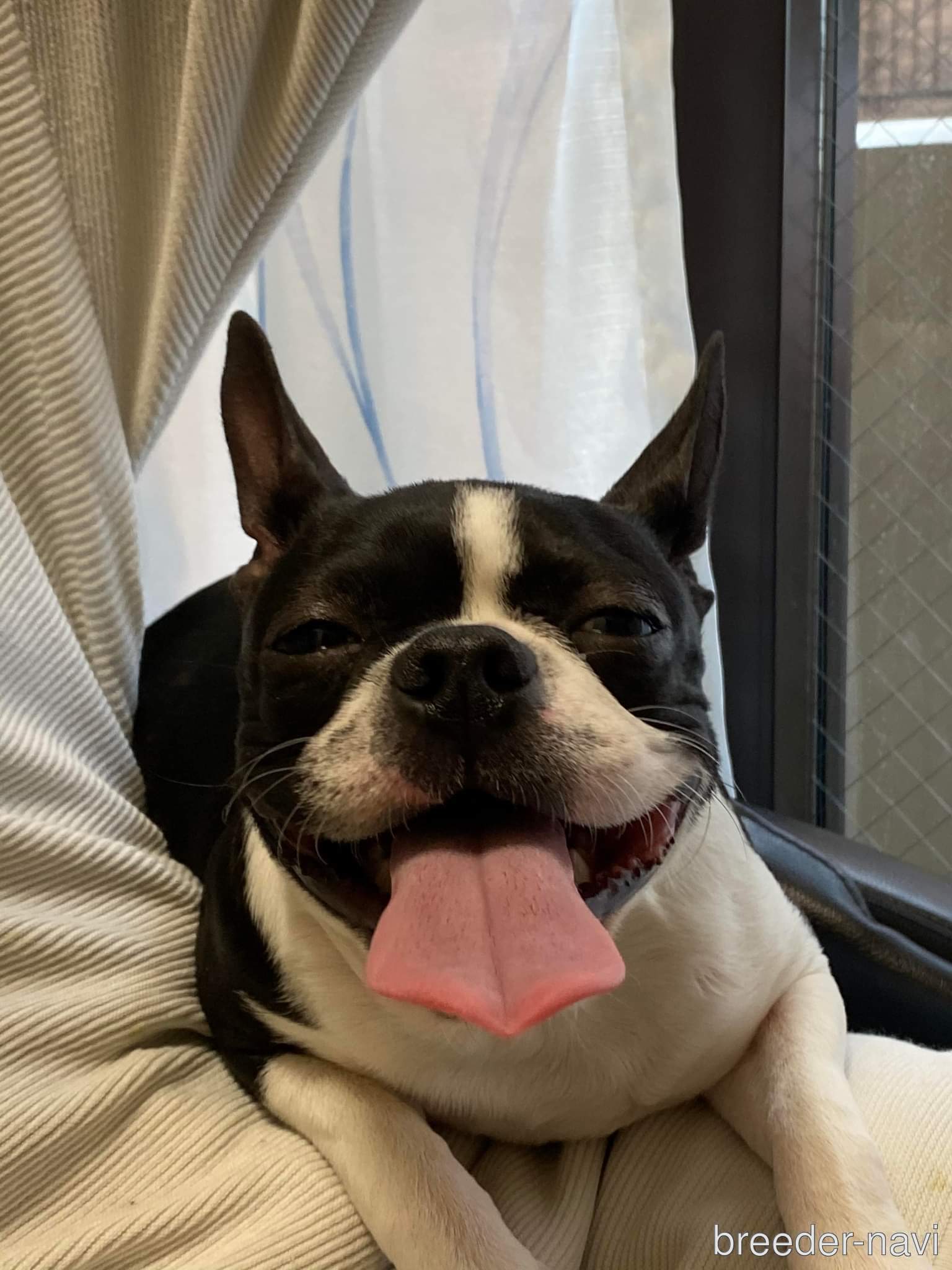 フエゴエジソン タニエザ