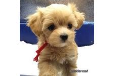 ♀︎マルプー:マルチーズ×トイプードル