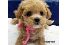 ♀︎マルプー:マルチーズ×トイプードル