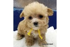 ♀︎マルプー:マルチーズ×トイプードル