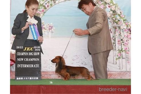 販売中のミニチュアダックスフンド(ロングヘアード)の親犬