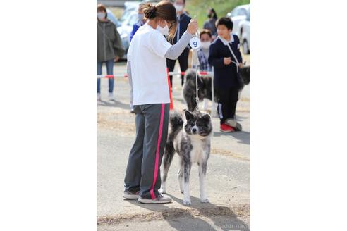 上野裕子ブリーダーの詳細の1枚目