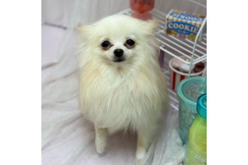 お値下通販 50´s プードル ランドリーハンパー - nexus-kk.co.jp