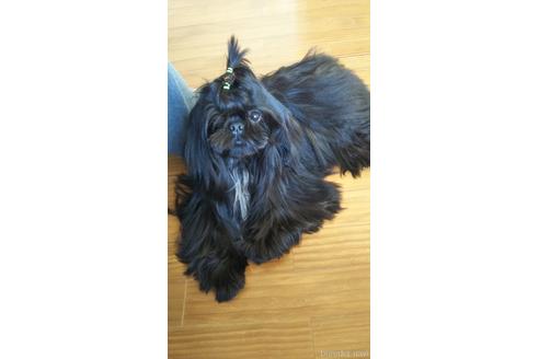 小笠原節子ブリーダーの詳細の1枚目