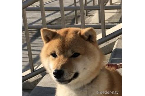 販売中の豆柴の親犬