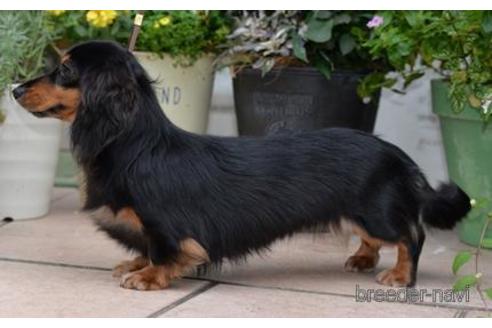 販売中のミニチュアダックスフンド(ロングヘアード)の親犬