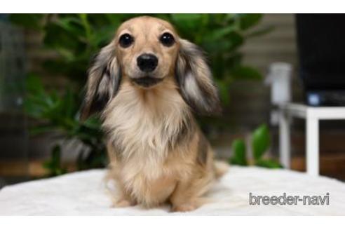 販売中のミニチュアダックスフンド(ロングヘアード)の親犬