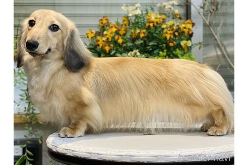 販売中のミニチュアダックスフンド(ロングヘアード)の親犬