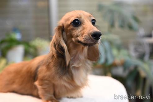 販売中のミニチュアダックスフンド(ロングヘアード)の親犬