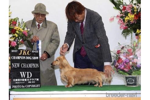 販売中のミニチュアダックスフンド(ロングヘアード)の親犬
