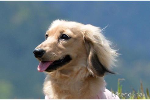 販売中のミニチュアダックスフンド(ロングヘアード)の親犬