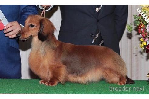 販売中のミニチュアダックスフンド(ロングヘアード)の親犬