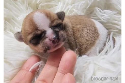 チワワ(スムースコート)の子犬を探す|ブリーダーナビ