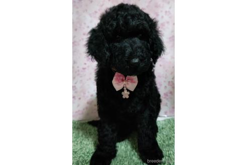 ブラック(黒)のスタンダードプードルの子犬を探す（32ページ目