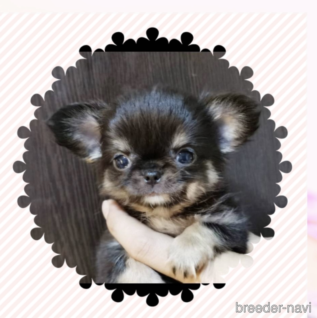 西山ブリーダー