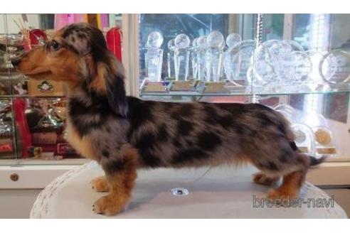 販売中のカニンヘンダックスフンド(ロングヘアード)の親犬