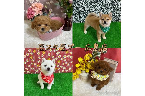 宗友咲ブリーダーの詳細の1枚目
