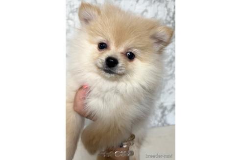 価格の高い(40万円以上)ポメラニアンの子犬を探す（181ページ目