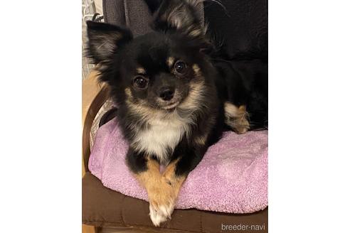 販売中のチワワ(ロングコート)の親犬