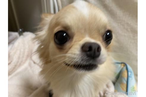 販売中のチワワ(ロングコート)の親犬