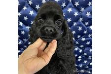 ♀︎アメリカンコッカースパニエル