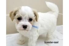 ♀︎マルプー:マルチーズ×トイプードル