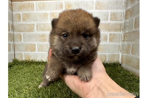 青木千春ブリーダーの詳細の1枚目