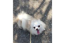 ♀︎チワワ(ロングコート)