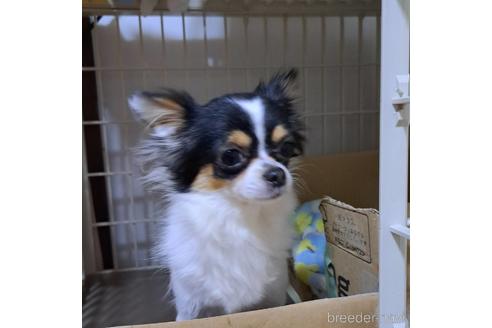 販売中のチワワ(ロングコート)の親犬