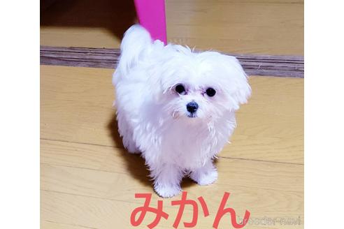 販売中のチワマル:チワワ×マルチーズの親犬