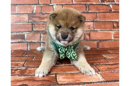 豆柴　1223 中国の豆柴の子犬を探す｜ブリーダー直販の子犬販売【みんなの
