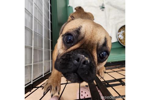 販売中のフレンチブルドッグの親犬