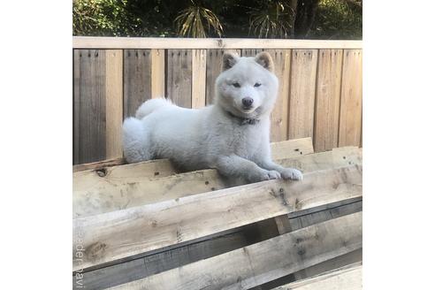 販売中の豆柴の親犬
