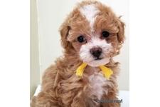 ♀︎マルプー:マルチーズ×トイプードル