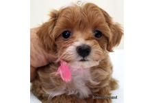 ♀︎マルプー:マルチーズ×トイプードル